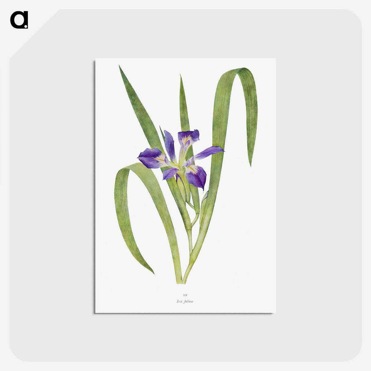 1-24_The-Genus-Iris_postcard