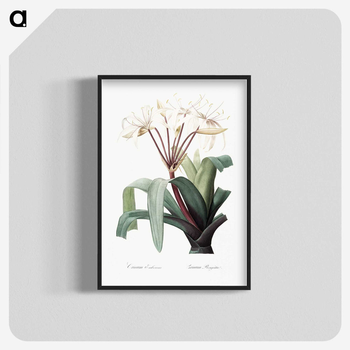 1-24_The-Lilies_blk-crop