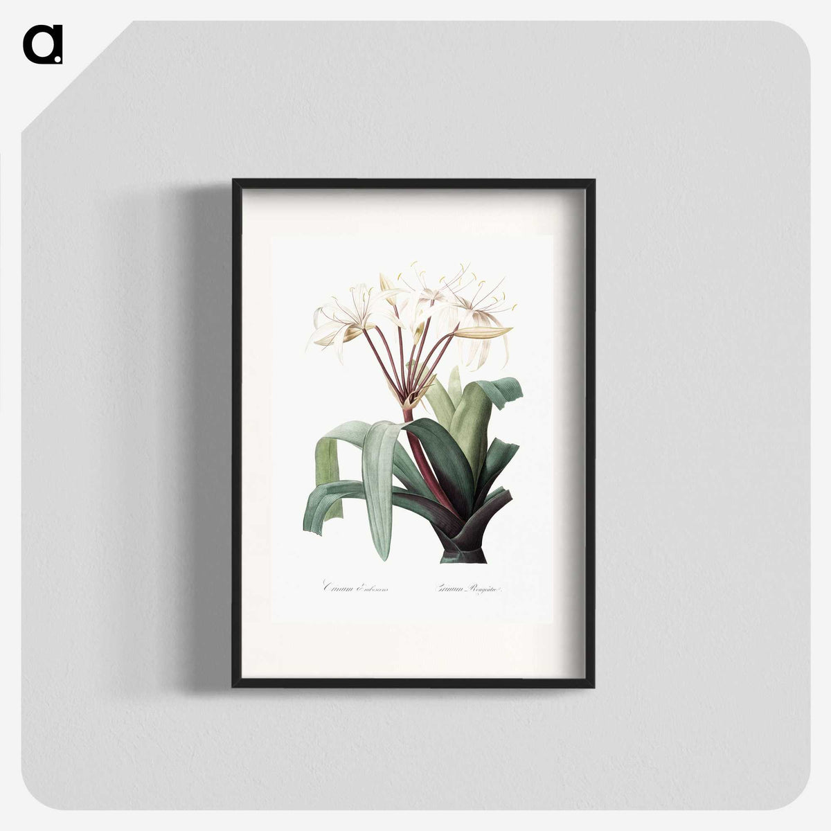 1-24_The-Lilies_blk