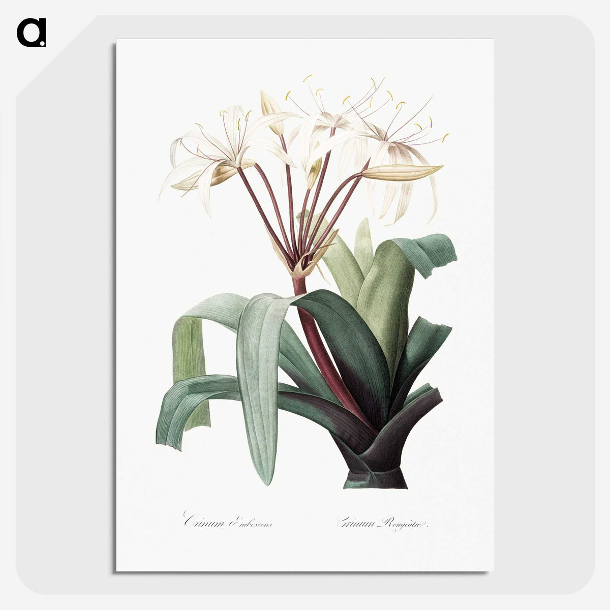 1-24_The-Lilies_picture-crop