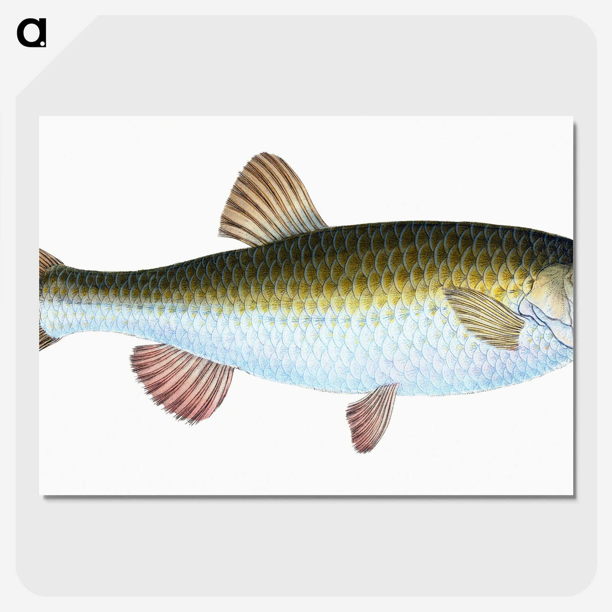 1-24_The-Natural-History-of-British-Fishes_picture-crop