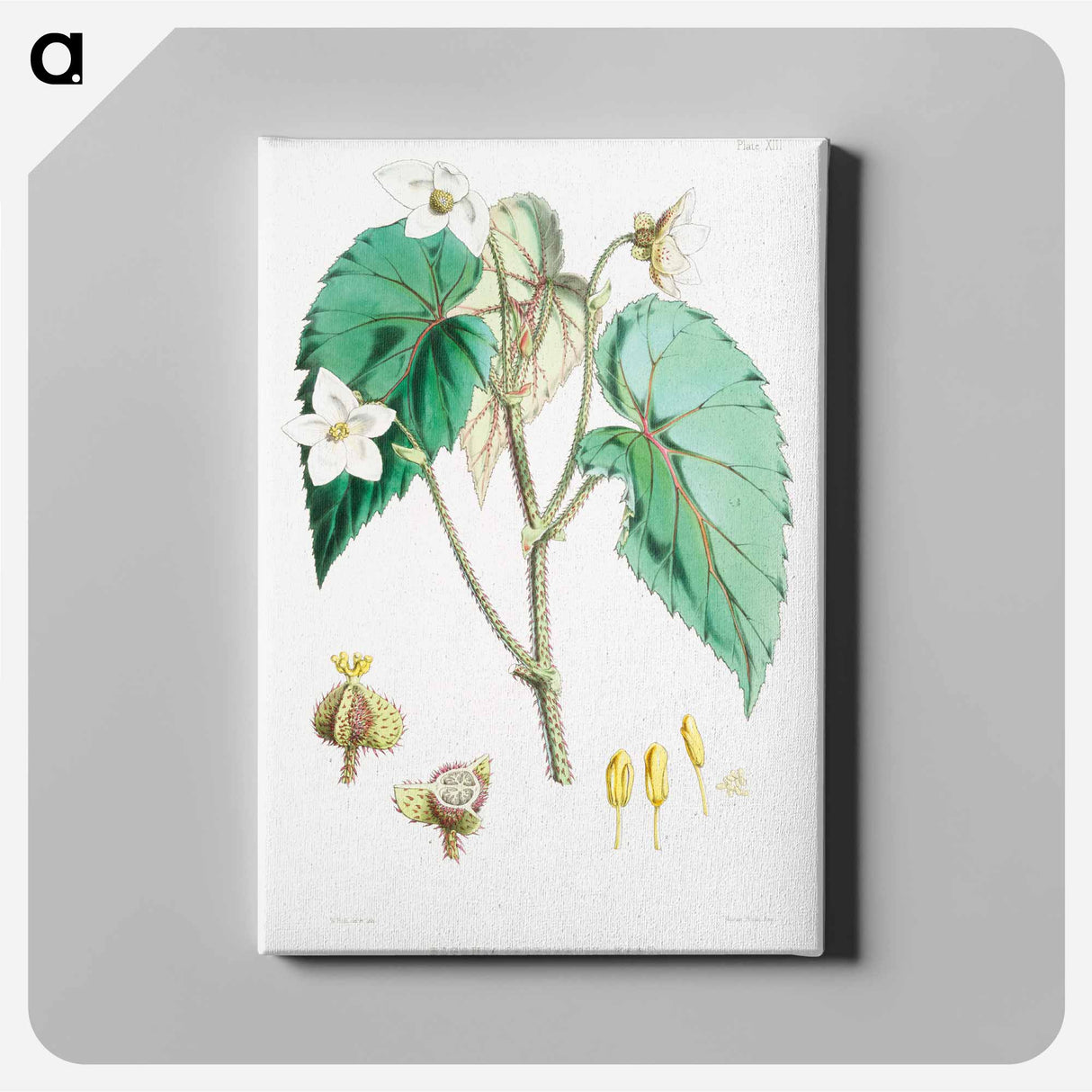 アートパネル-Begonia Cathcartii - ウォルター フッド フィッチ Canvas.