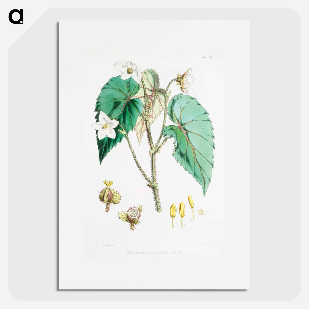アートポスター-Begonia Cathcartii - ウォルター フッド フィッチ Poster.