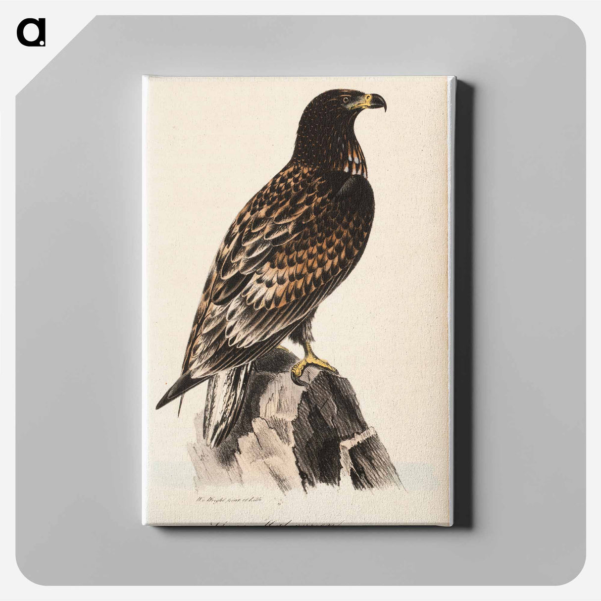 Stora-hafsörnen. yngre hanne - ヴィルヘルム フォン ライト Canvas.