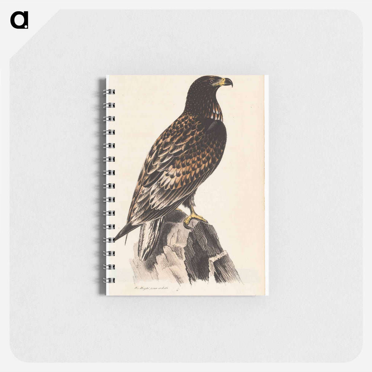 Stora-hafsörnen. yngre hanne - ヴィルヘルム フォン ライト Memo.