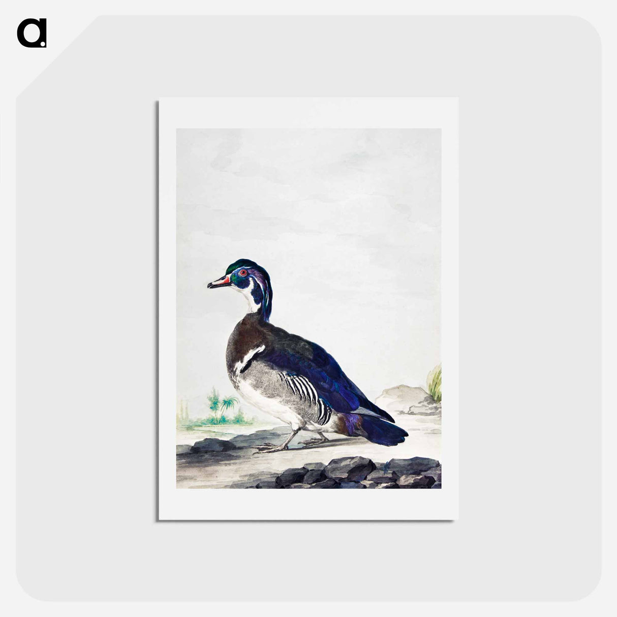 アートポストカード-A Duck - アールト シューマン Postcard.