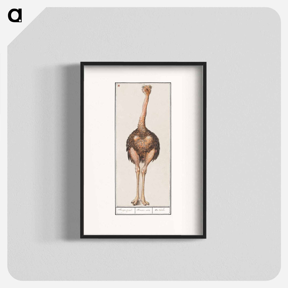 Ostrich - アンセルムス ボエティウス デ ブート Poster.