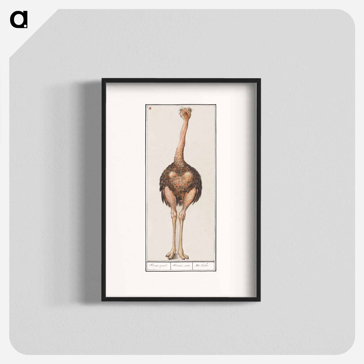 Ostrich - アンセルムス ボエティウス デ ブート Poster.