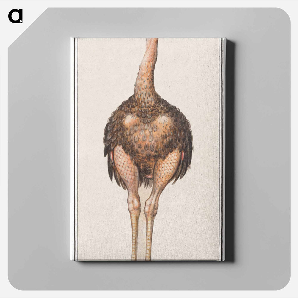 Ostrich - アンセルムス ボエティウス デ ブート Canvas.