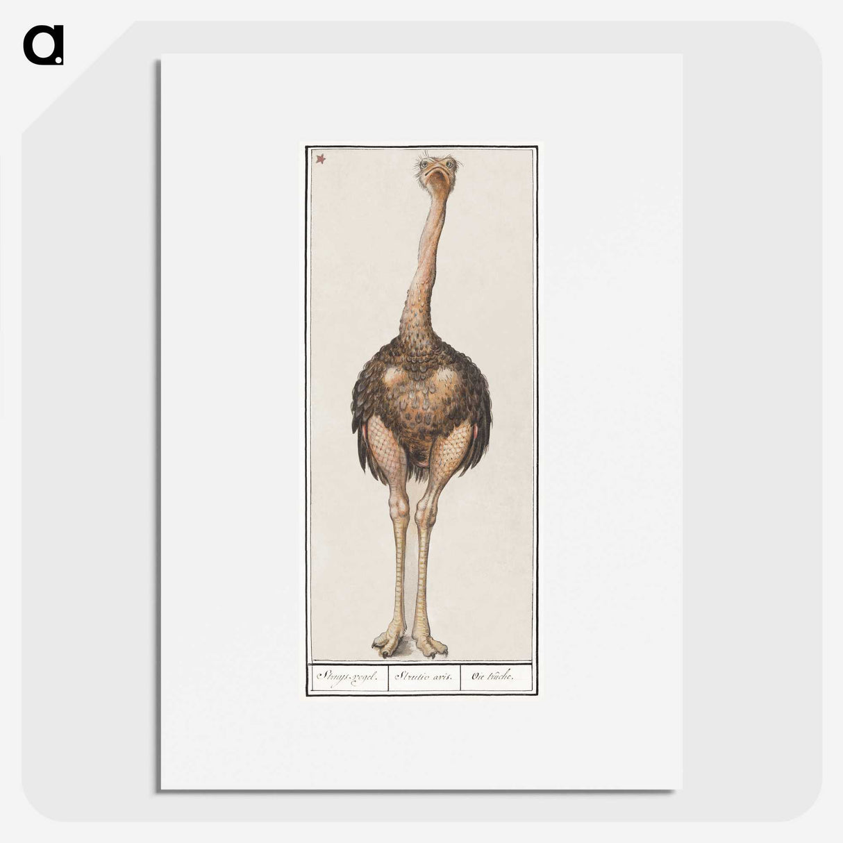 1-25_Anselmus-Boetius-de-Boodt_picture