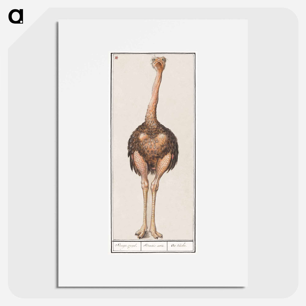 Ostrich - アンセルムス ボエティウス デ ブート Poster.