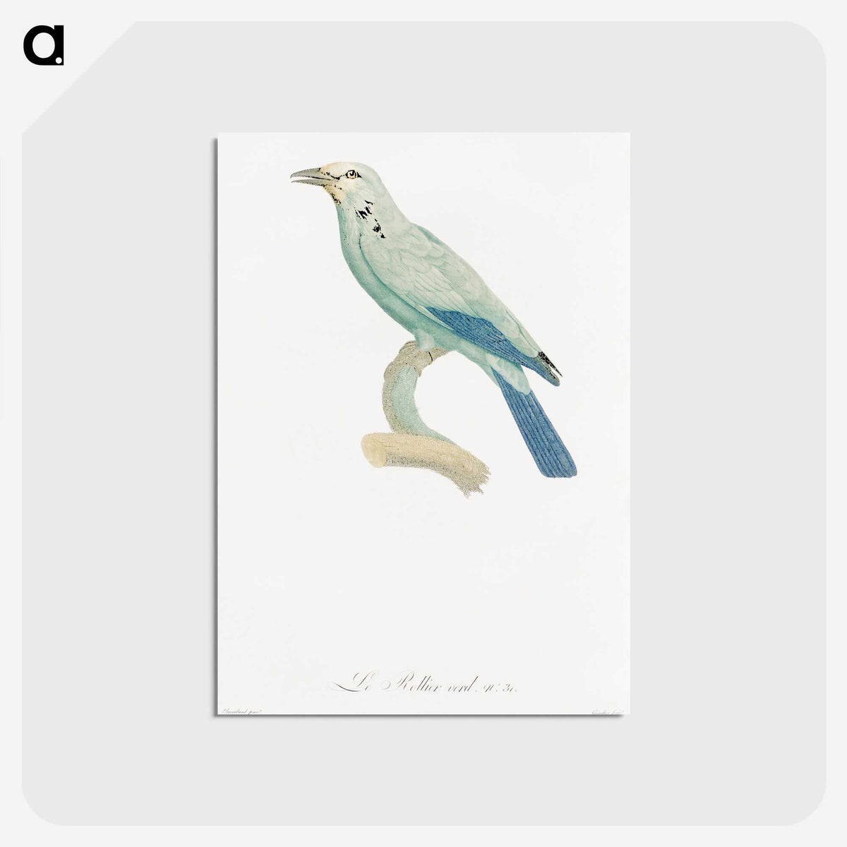 1-25_Des-Oiseaux-de-Paradis_postcard