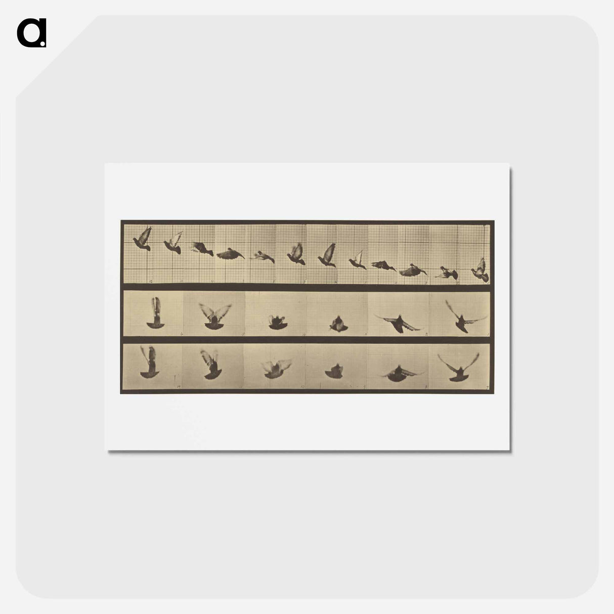 アートポストカード-Animal Locomotion
- エドワード マイブリッジ Postcard.