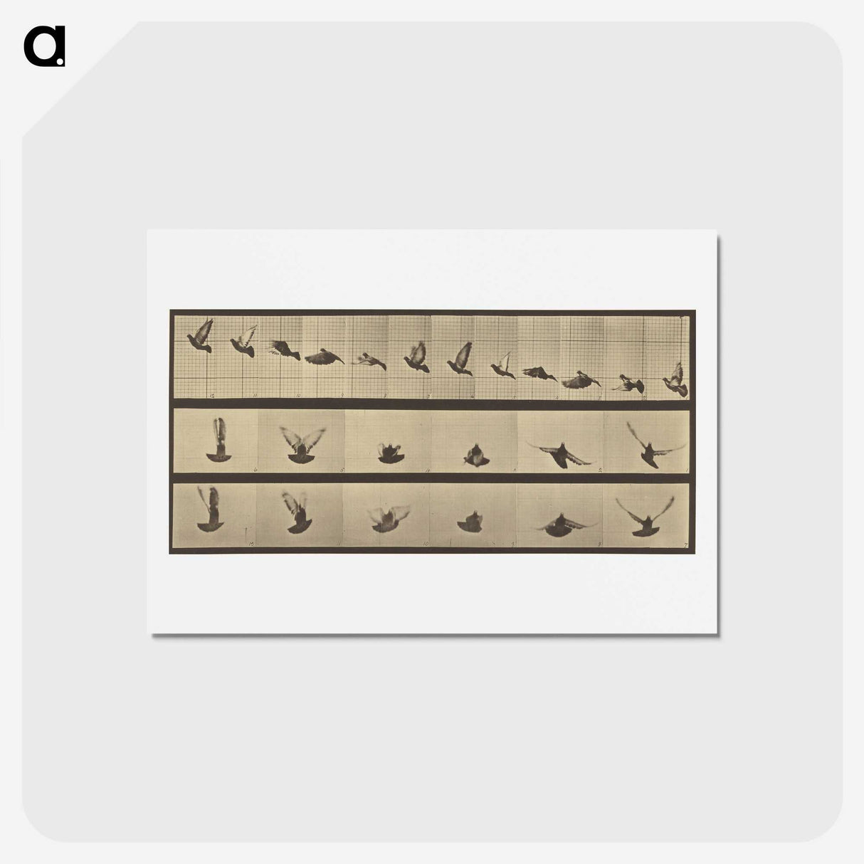 1-25_Eadweard-Muybridge_hagaki
