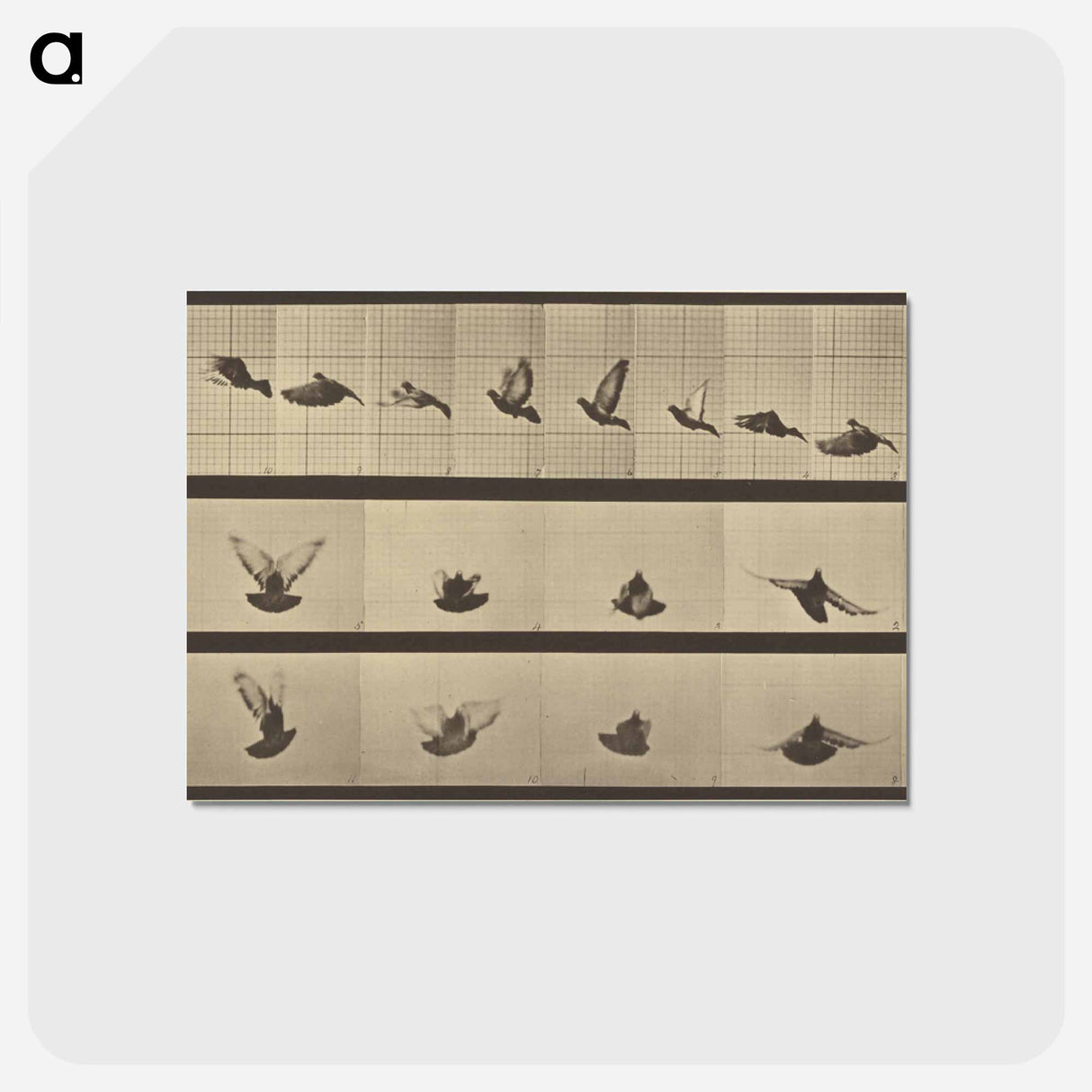 アートポストカード-Animal Locomotion
- エドワード マイブリッジ Postcard.