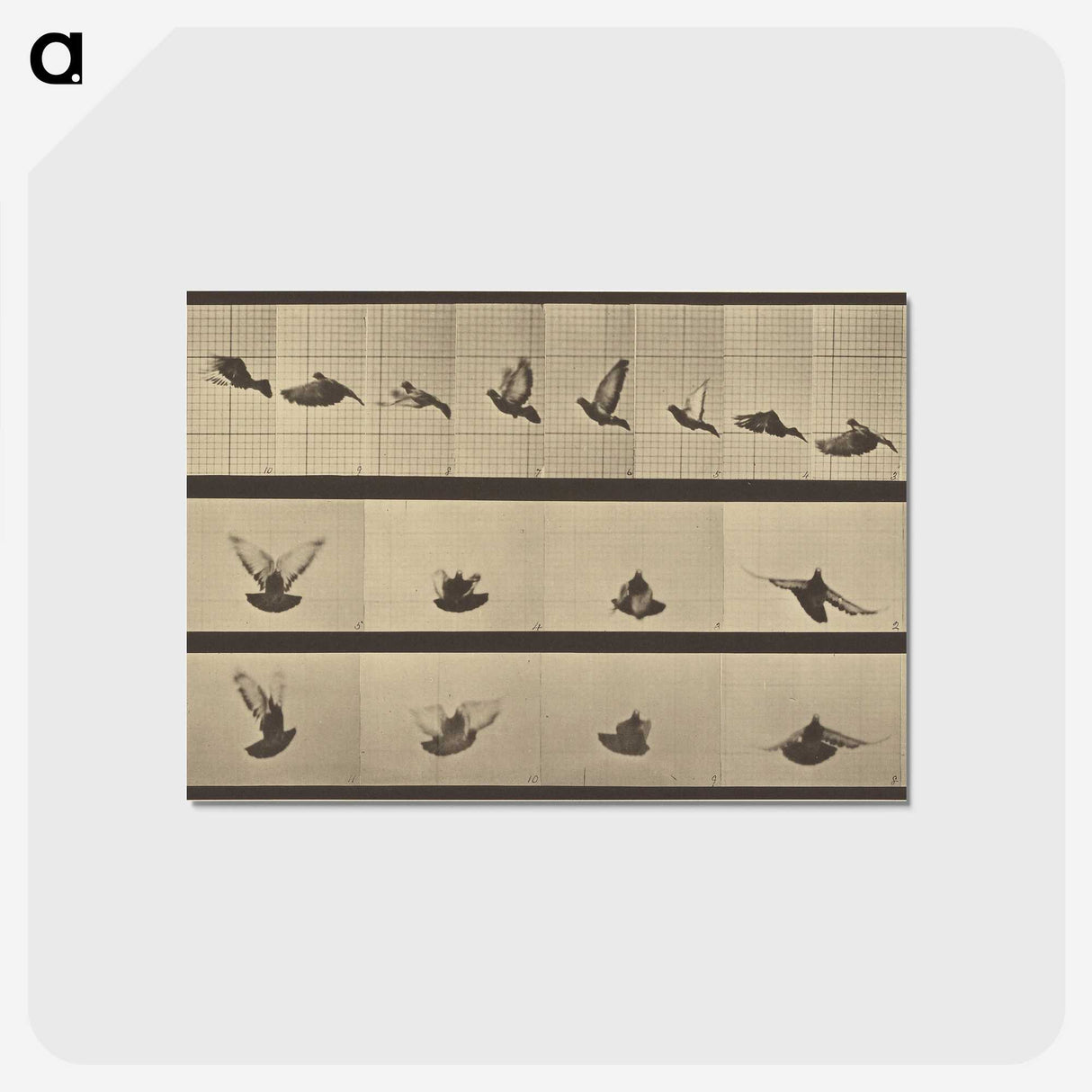 1-25_Eadweard-Muybridge_postcard