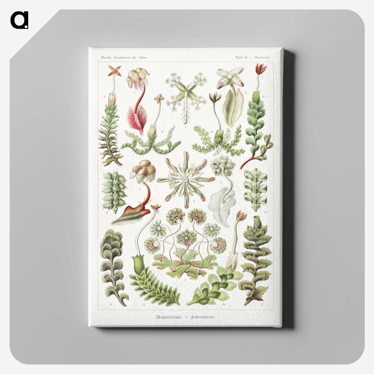 1-25_Ernst-Haeckel_canvas