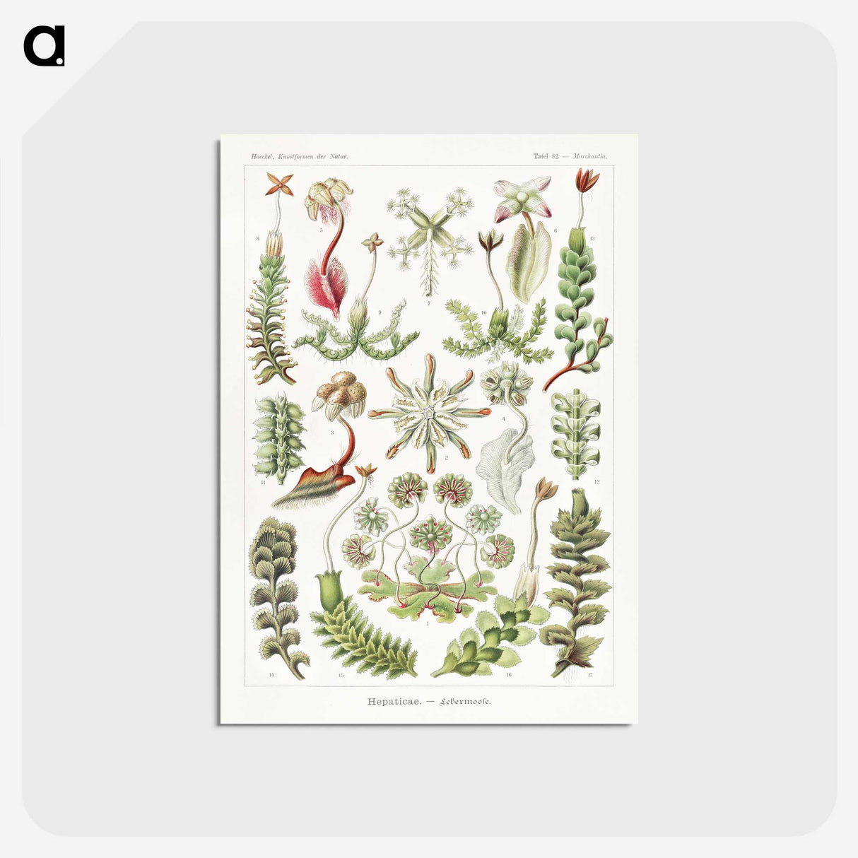 1-25_Ernst-Haeckel_postcard