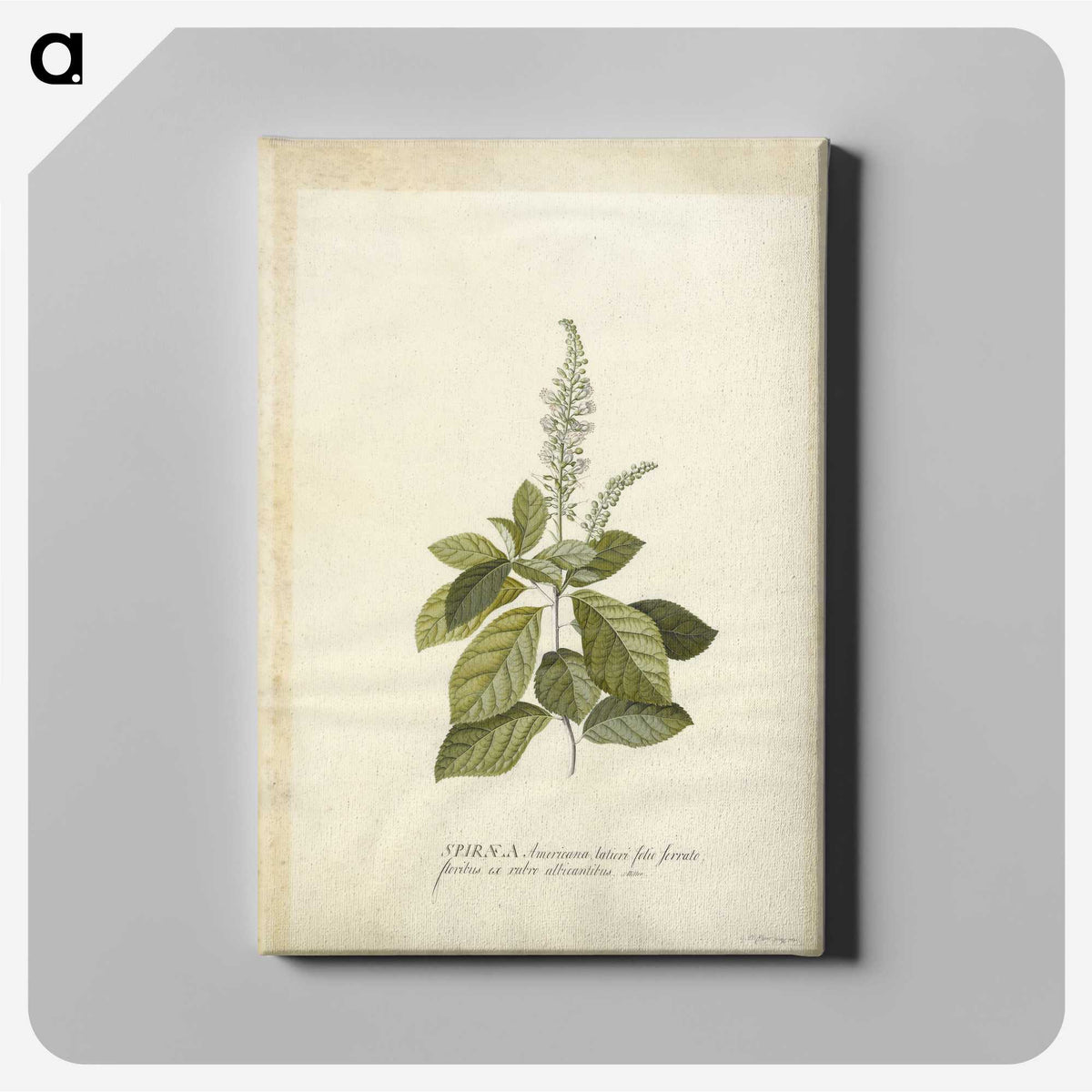 1-25_Georg-Dionysius-Ehret_canvas