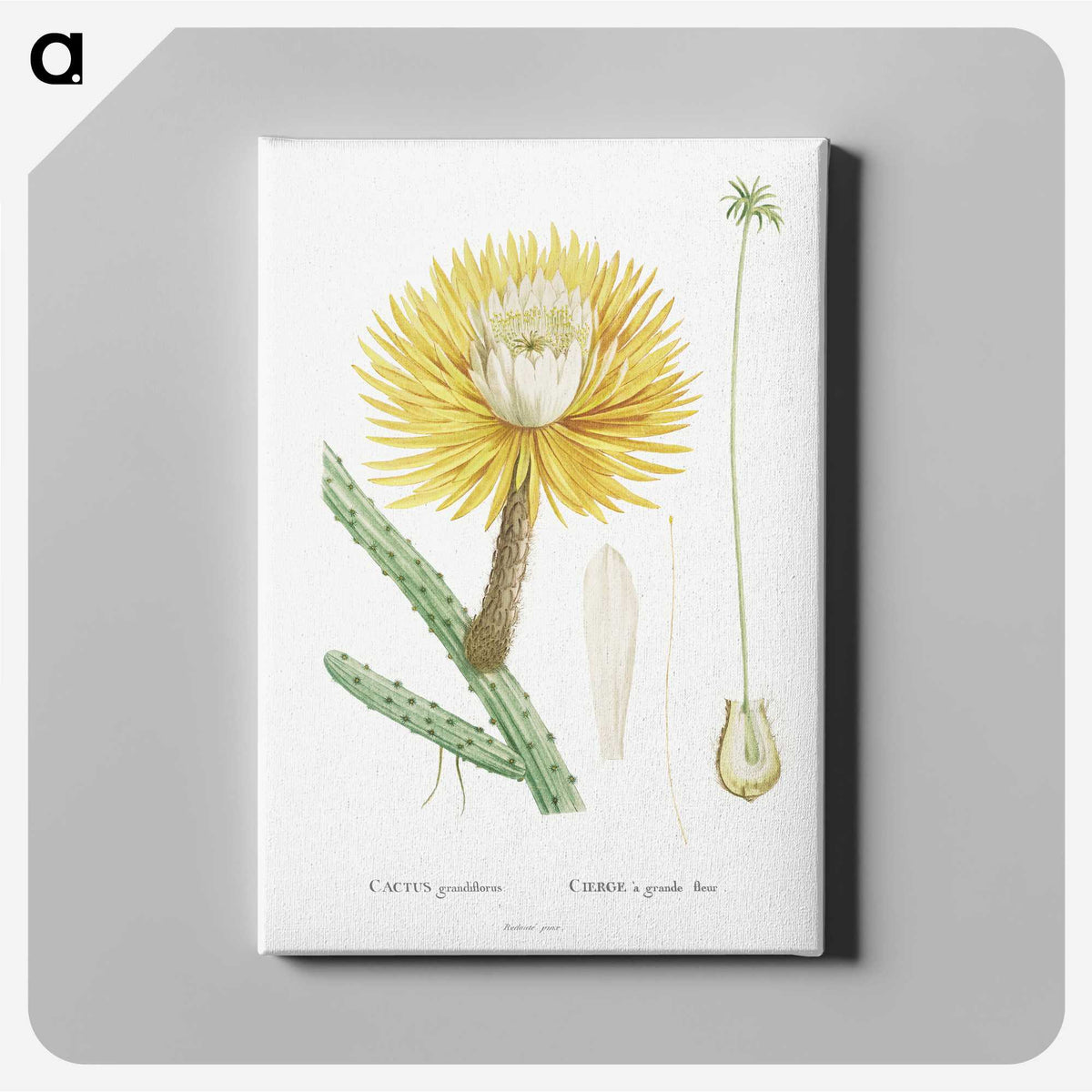 1-25_Histoire-des-Plantes-Grasses_canvas