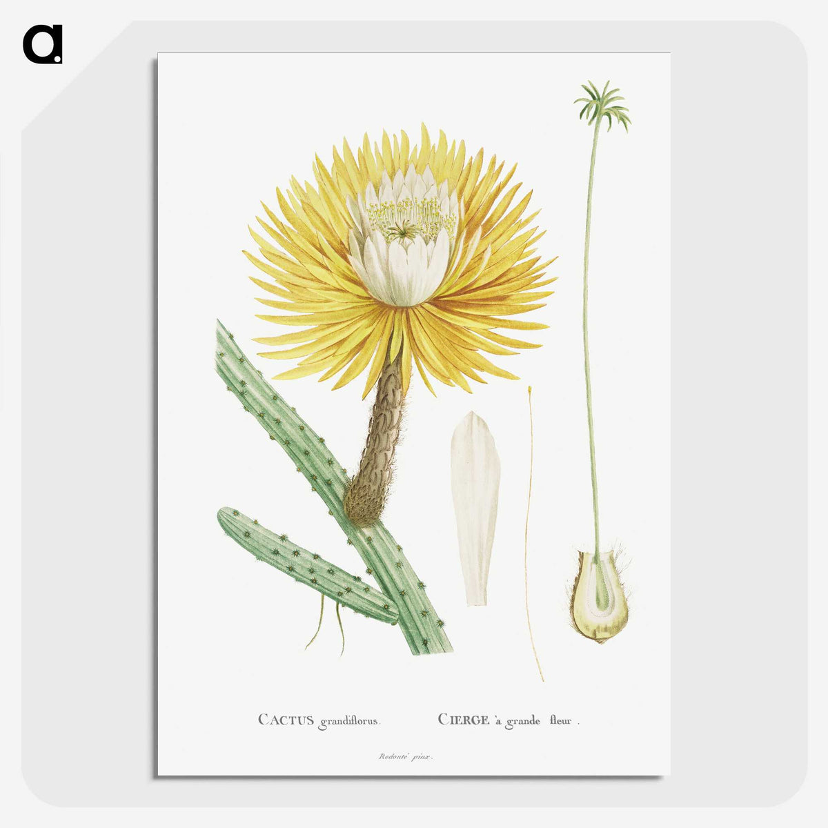 1-25_Histoire-des-Plantes-Grasses_picture-crop