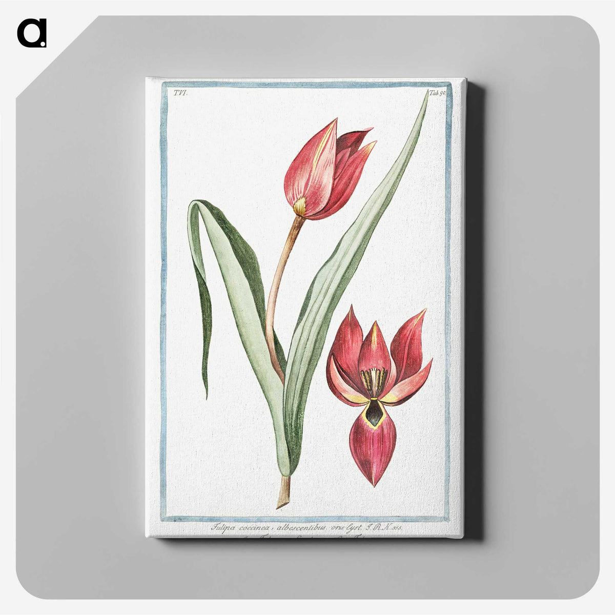 1-25_Hortus-Romanus-Botanical-Plates_canvas