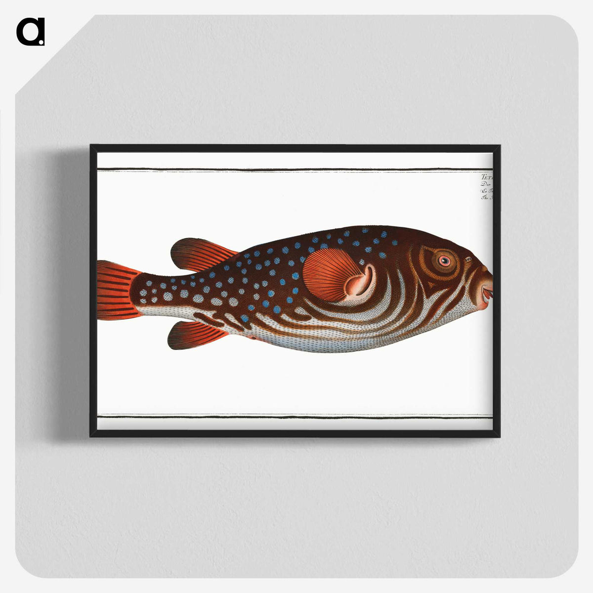 1-25_Ichtyologie-ou-Histoire-naturelle_blk-crop