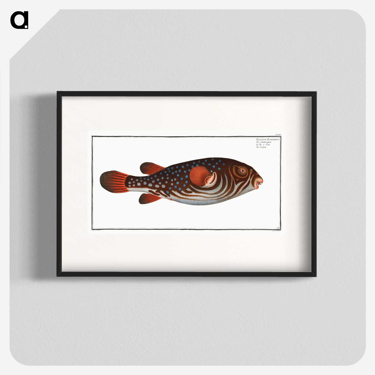 1-25_Ichtyologie-ou-Histoire-naturelle_blk