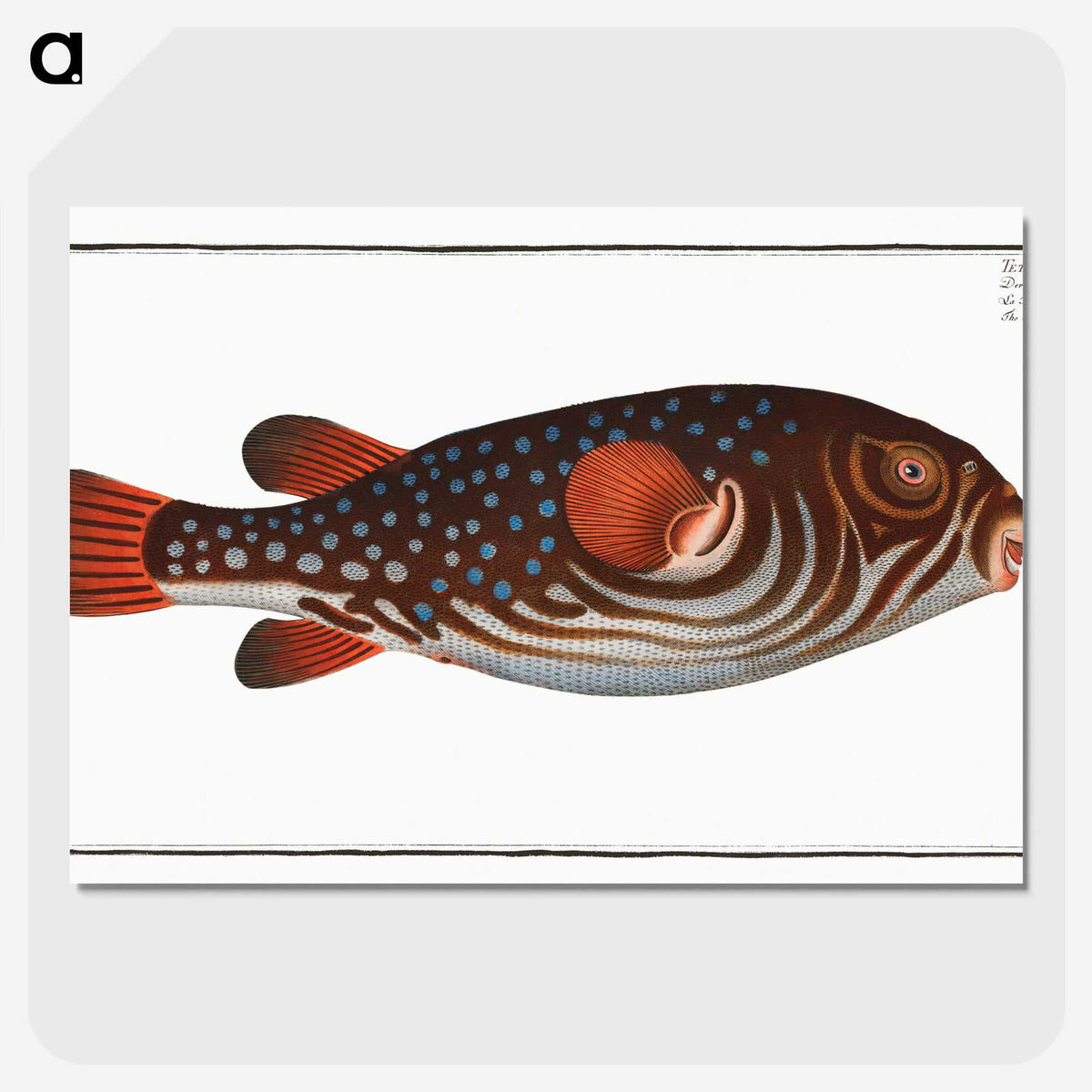 1-25_Ichtyologie-ou-Histoire-naturelle_picture-crop