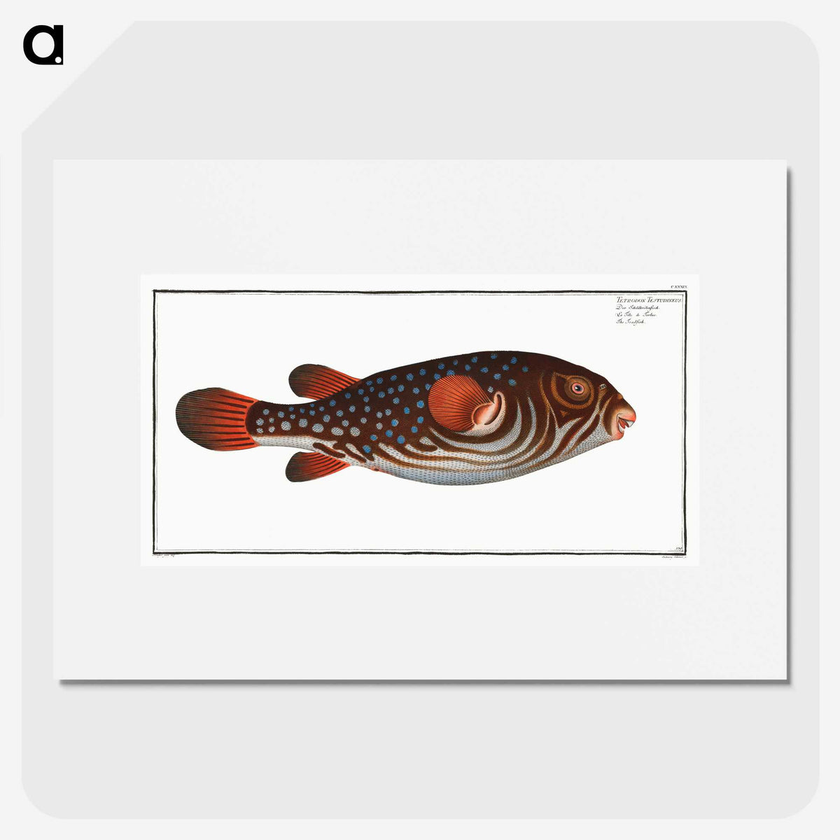 1-25_Ichtyologie-ou-Histoire-naturelle_picture