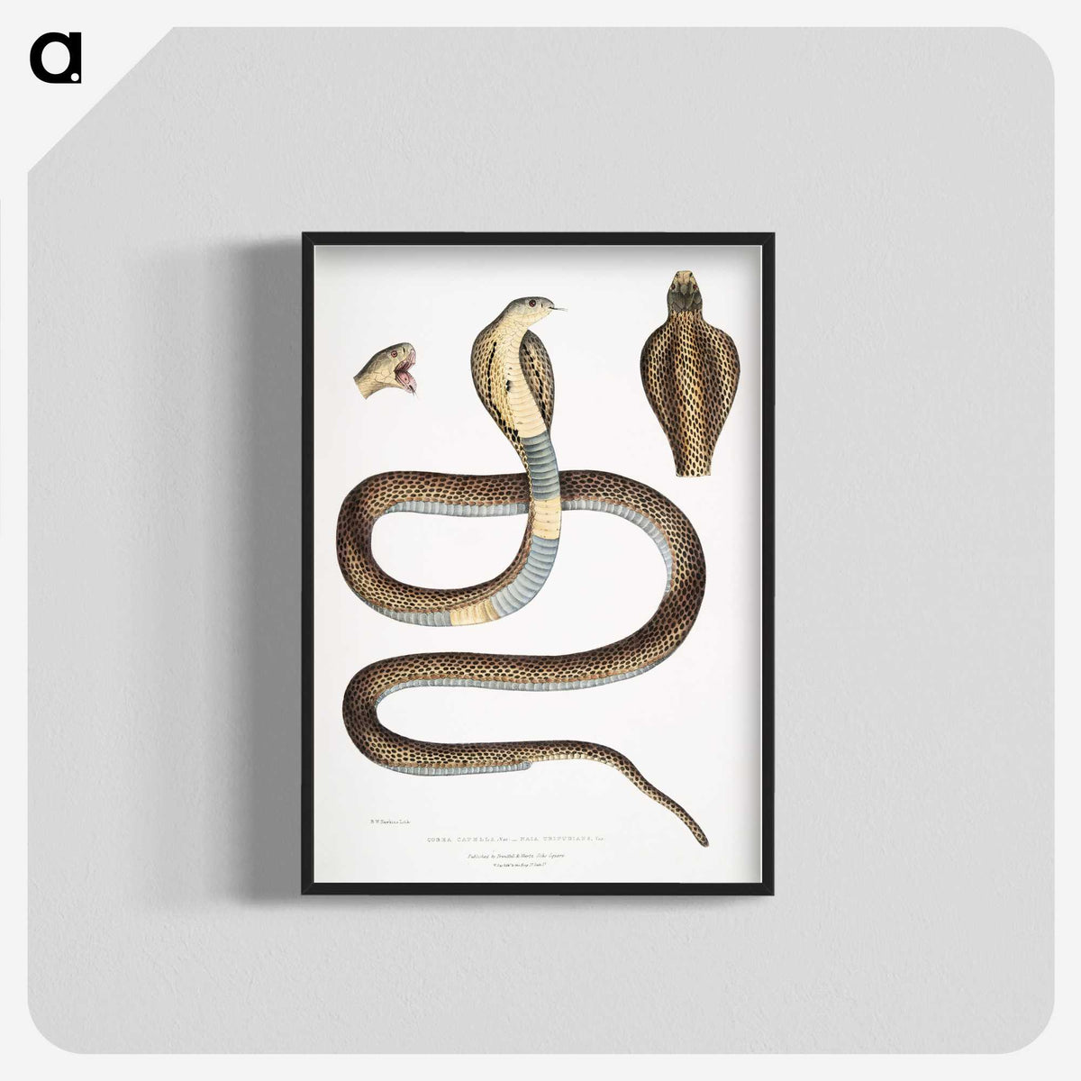 1-25_Indian-Zoology_blk-crop