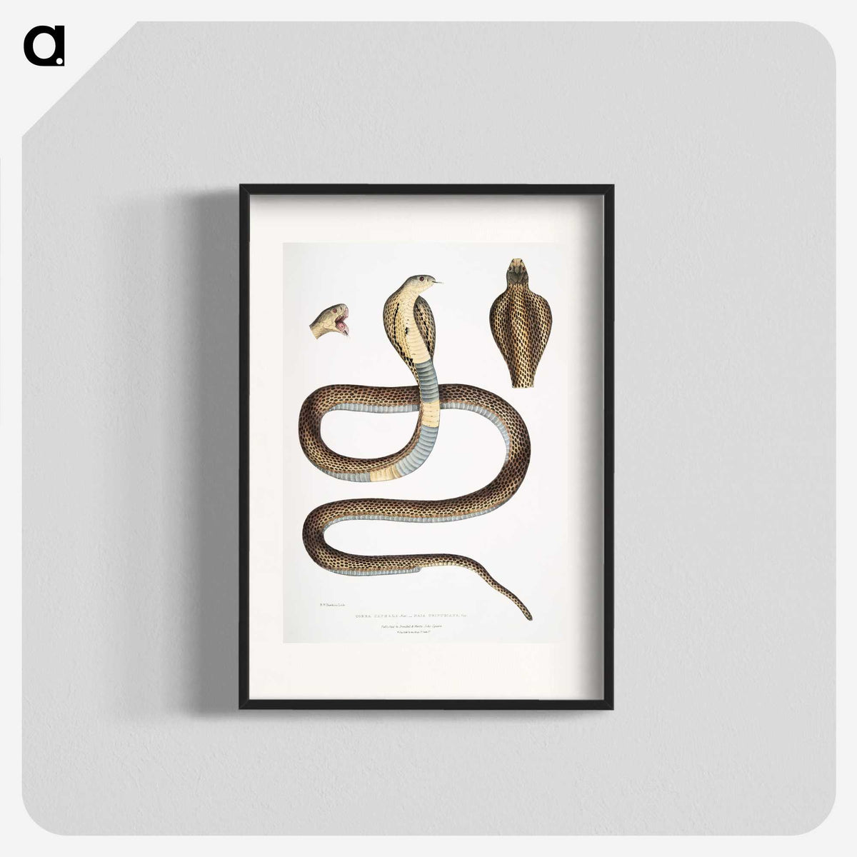 1-25_Indian-Zoology_blk