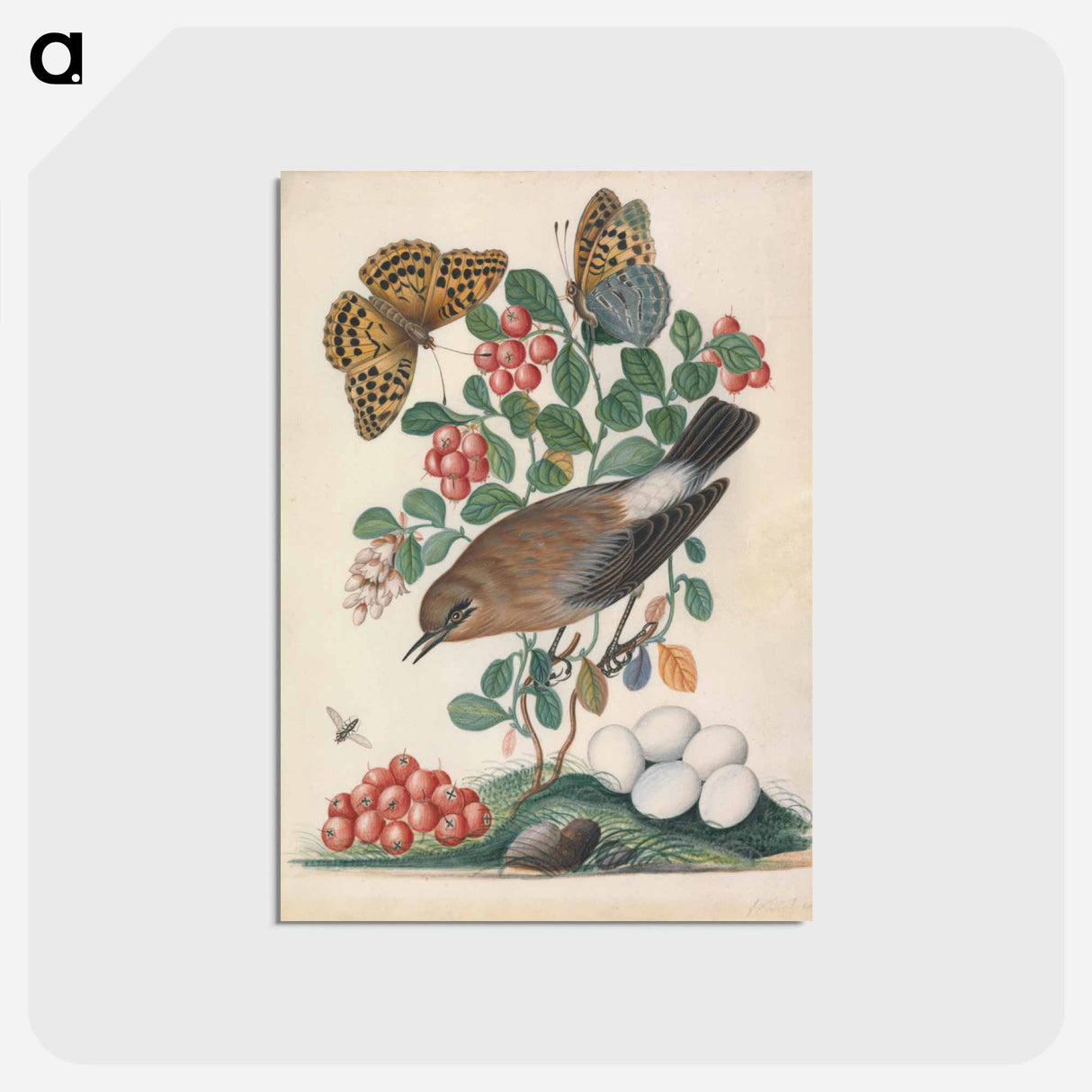 アートポストカード-Northern Wheatear and Fritillary
- ジェームズ ボルトン Postcard.