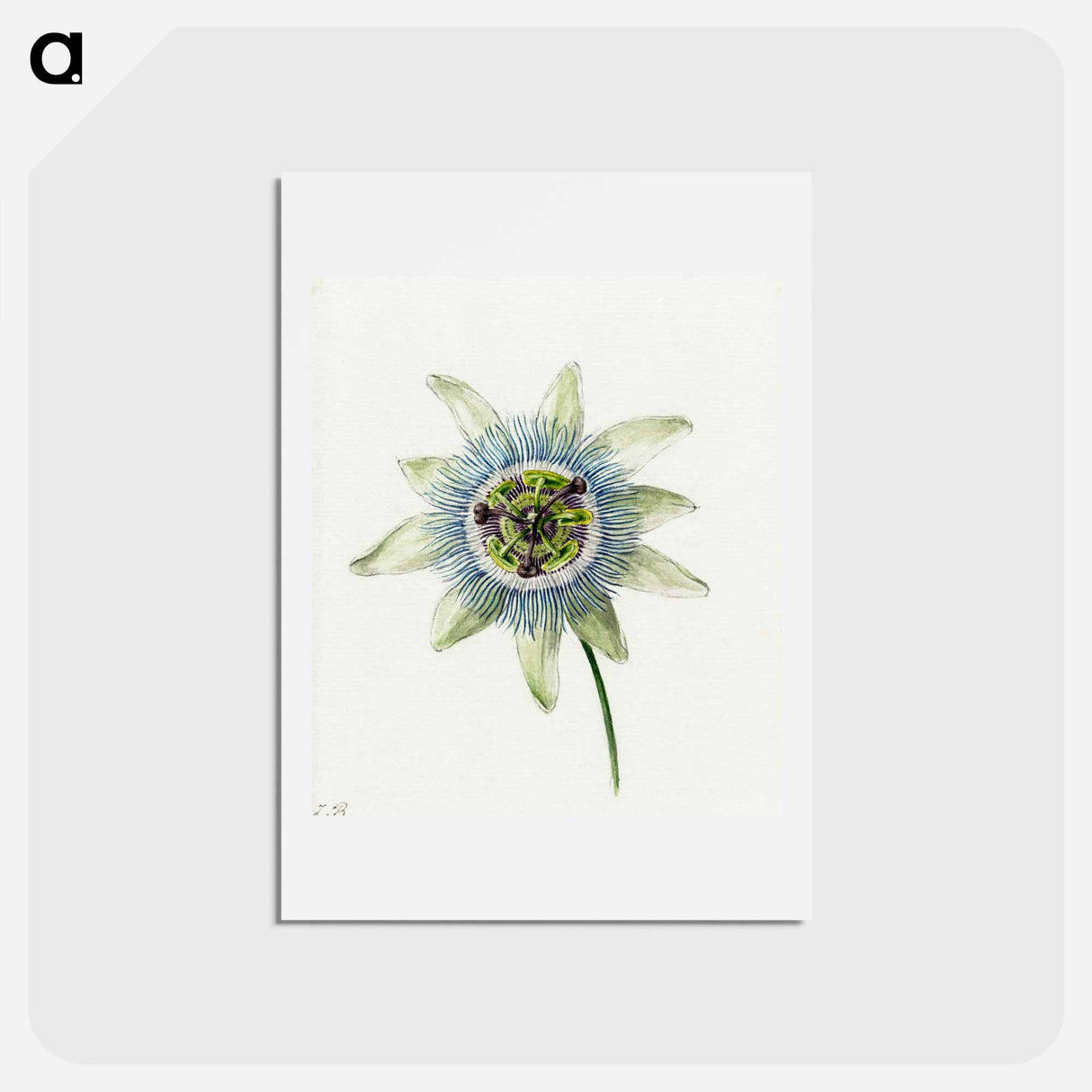 アートポストカード-Passion Flower - ジャン ベルナール Postcard.
