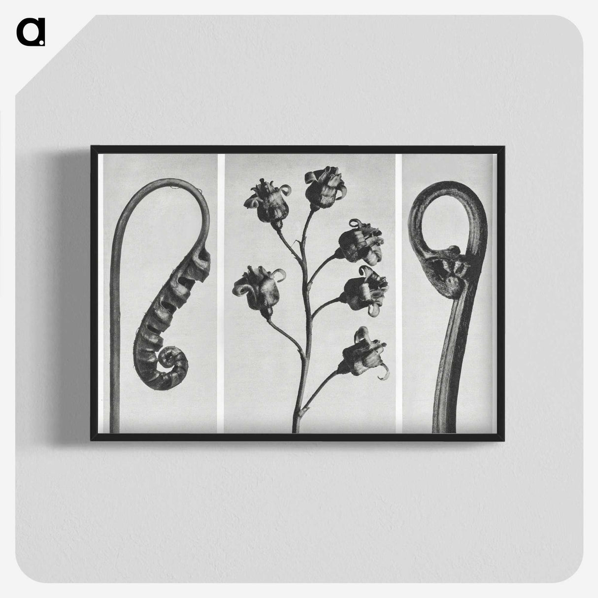 1-25_Karl-Blossfeldt_blk-crop