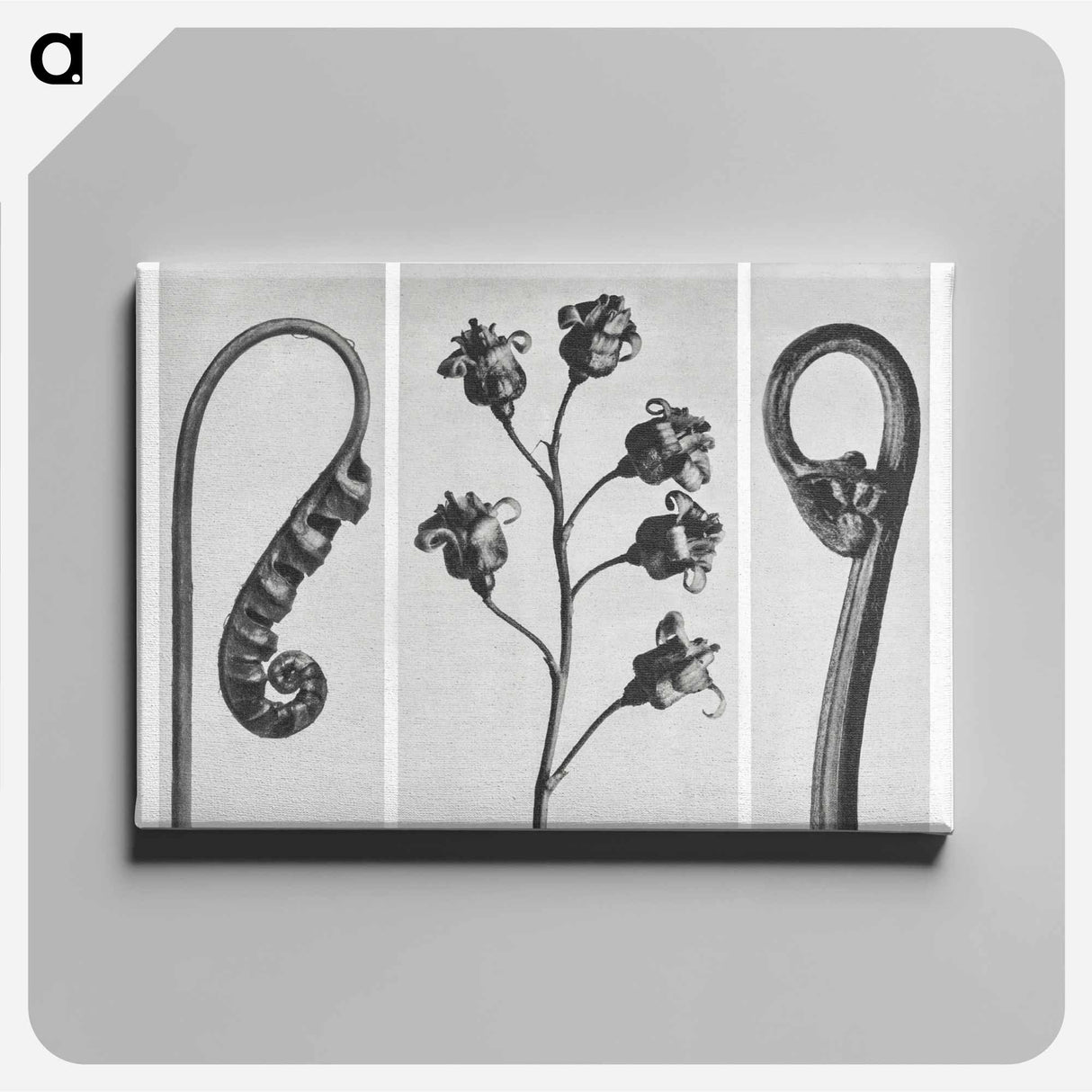 Polypodium Vulgare - カール ブロスフェルト Canvas.