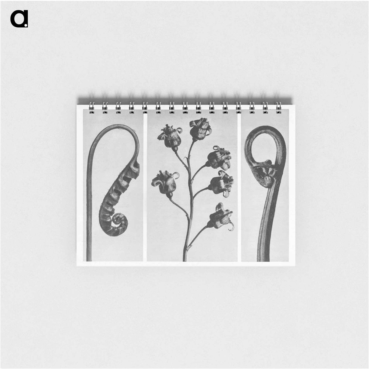 Polypodium Vulgare - カール ブロスフェルト Memo.