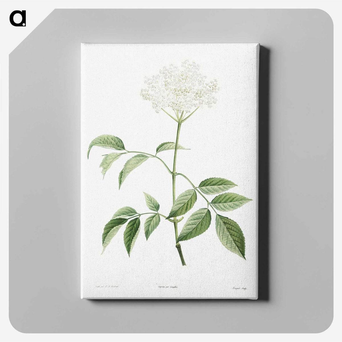 1-25_La-Botanique_canvas