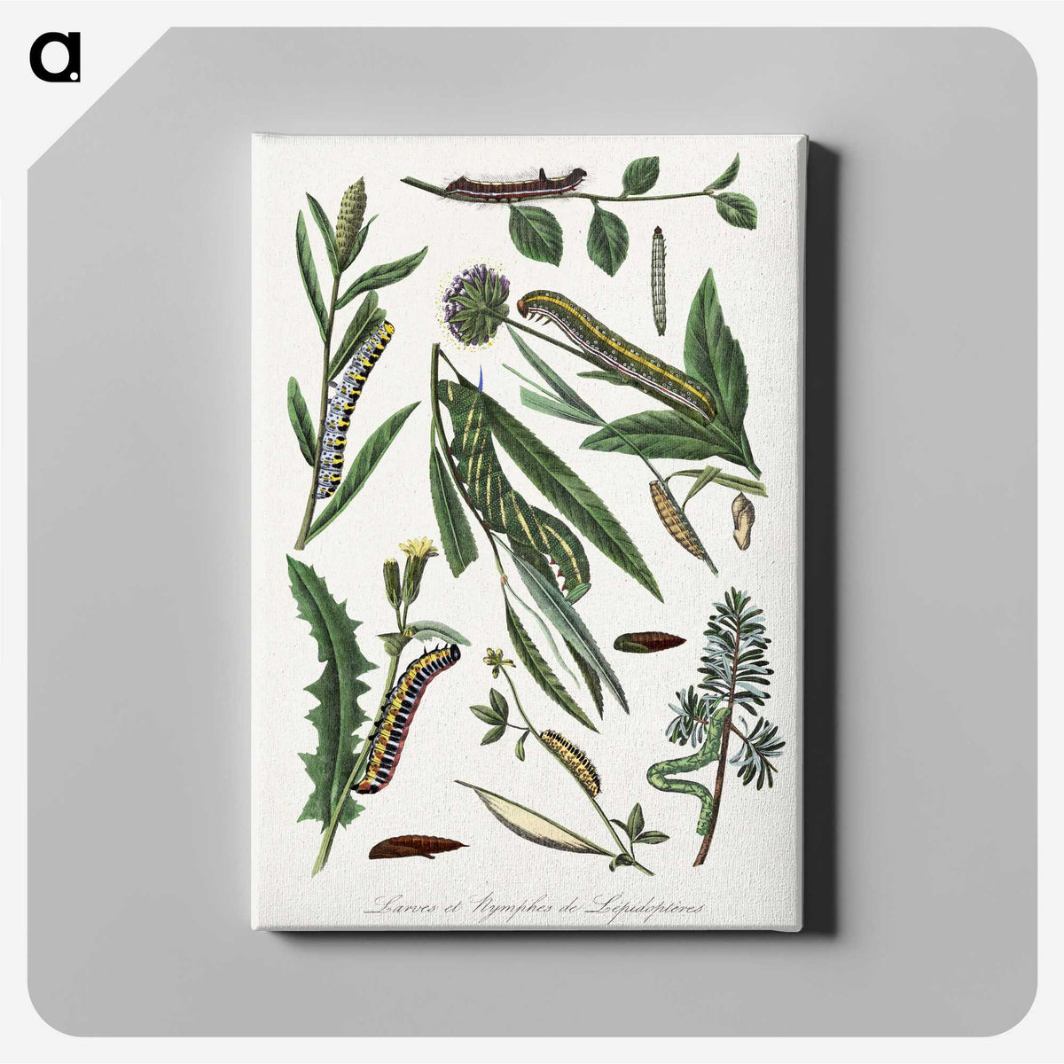 1-25_Le-Jardin-des-Plantes_canvas