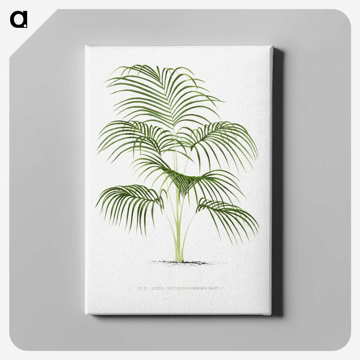 1-25_Les-Palmiers-Histoire-Iconographique_canvas