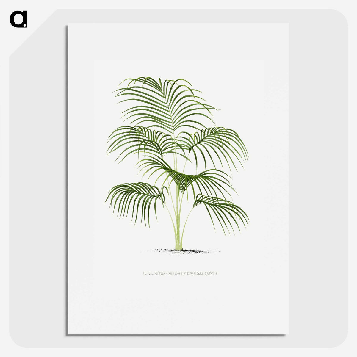 1-25_Les-Palmiers-Histoire-Iconographique_picture