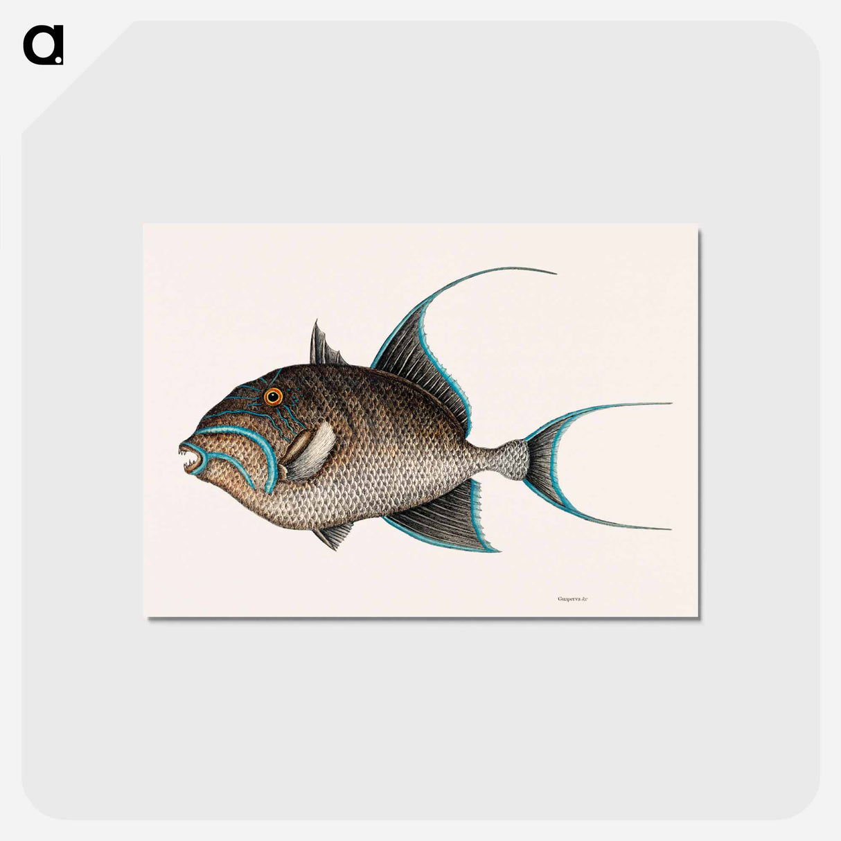 アートポストカード-Old Wife Fish
- マーク ケイツビー Postcard.