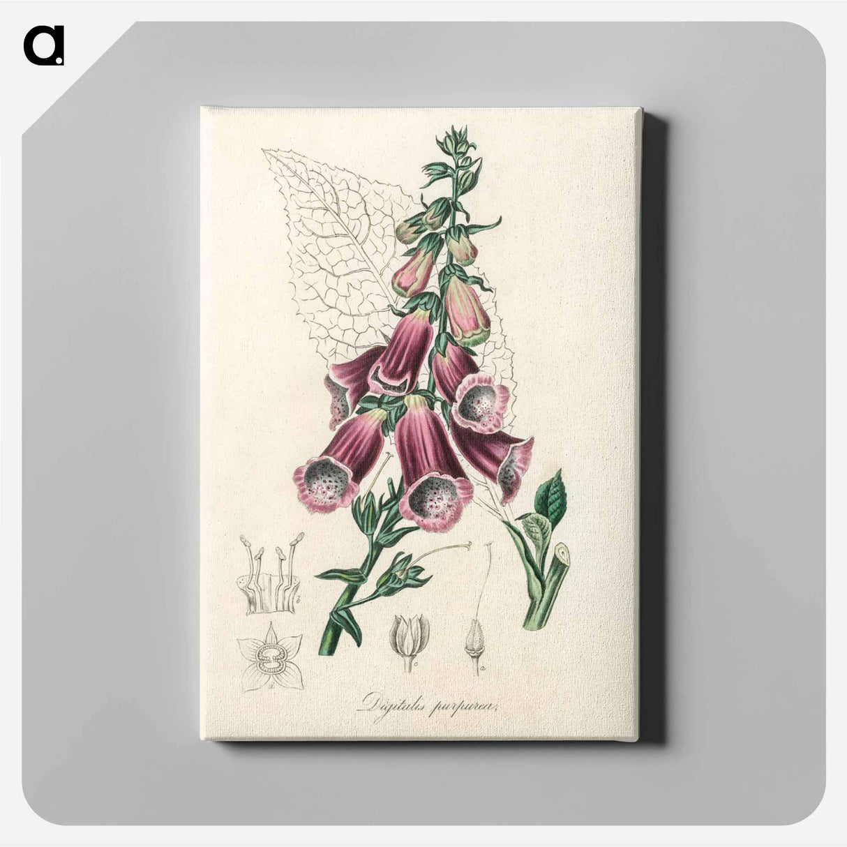 アートパネル-Digitalis purpurea Illustration
- 薬用植物学 Canvas.