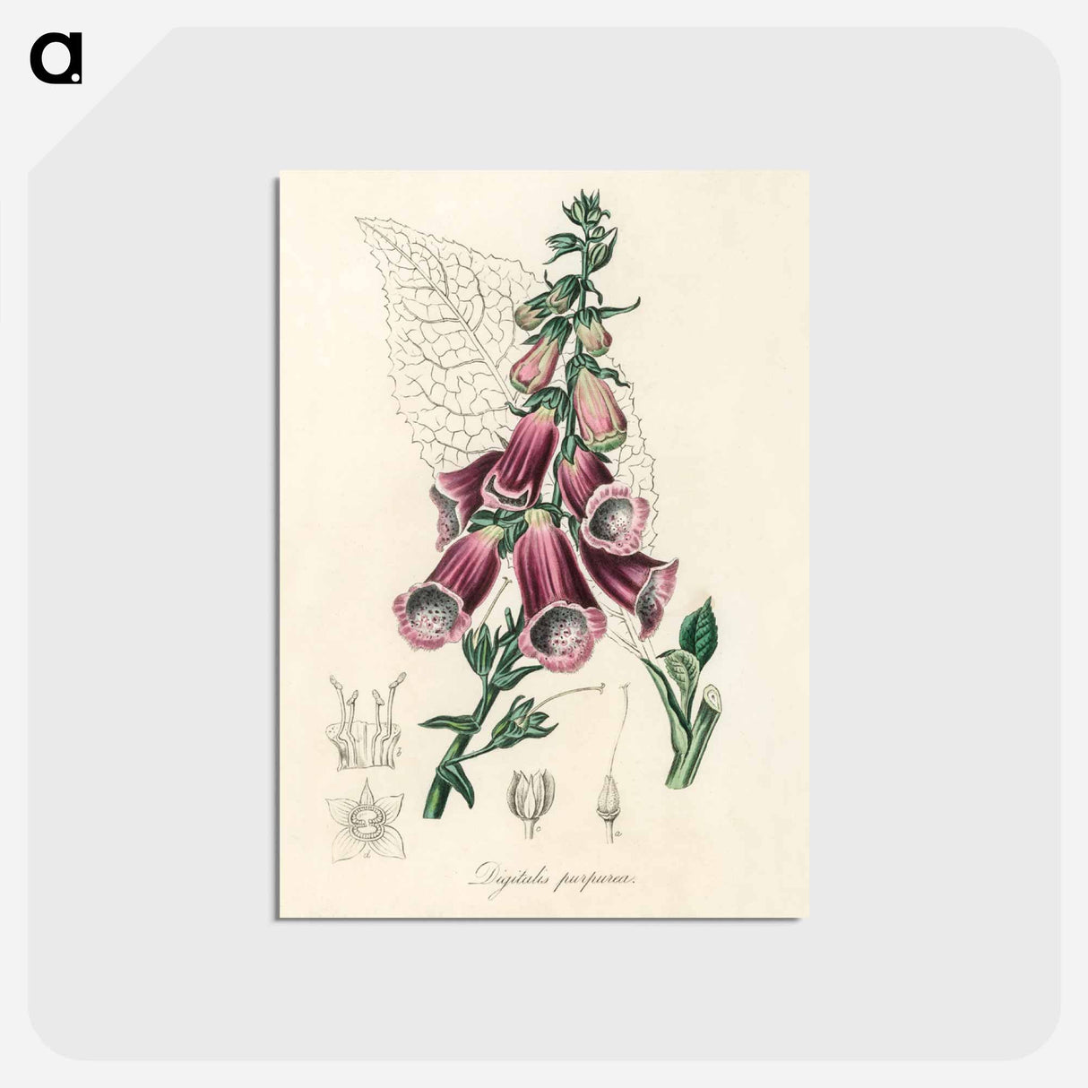 アートポストカード-Digitalis purpurea Illustration
- 薬用植物学 Postcard.