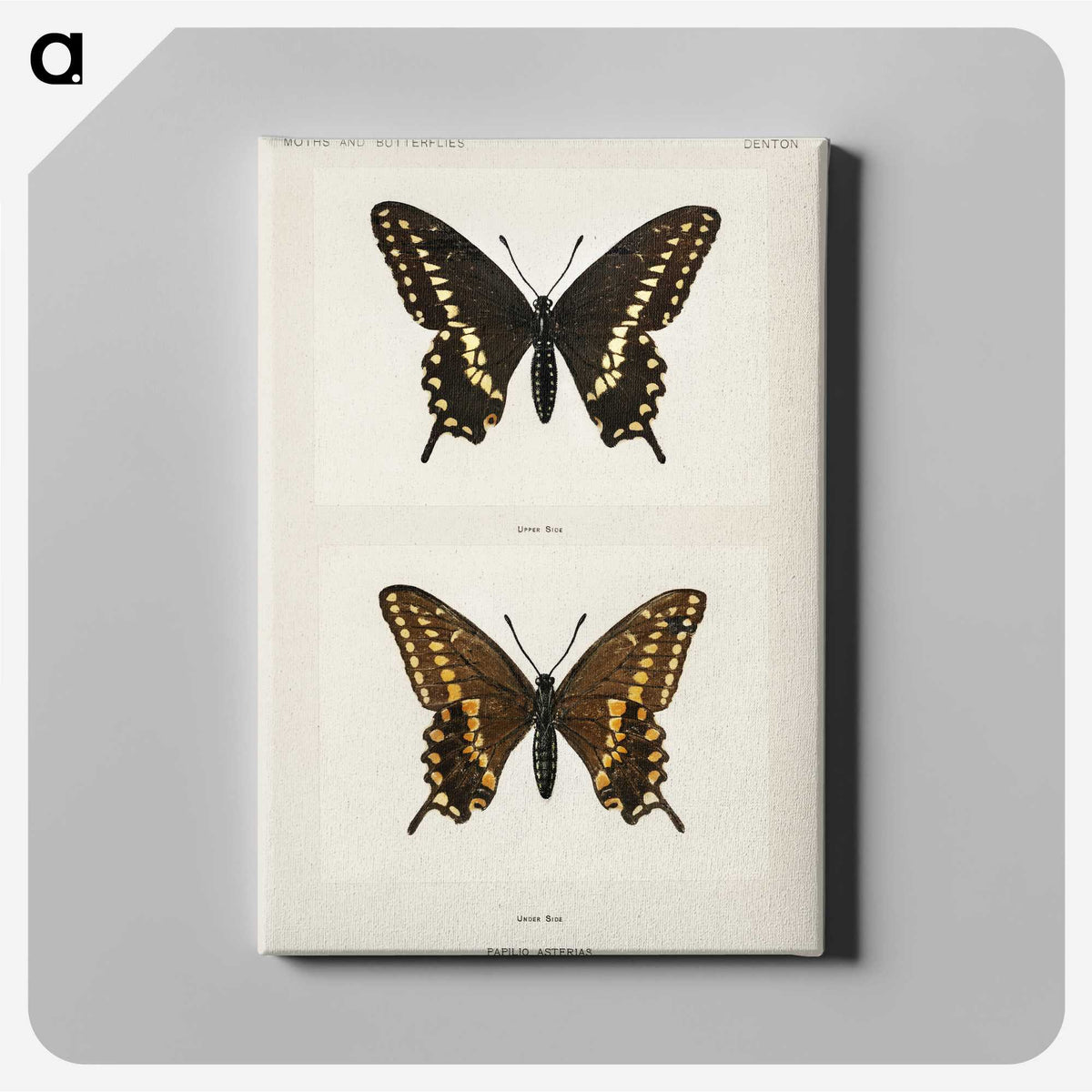 1-25_Moths-and-Butterflies-of-the-United-States_canvas