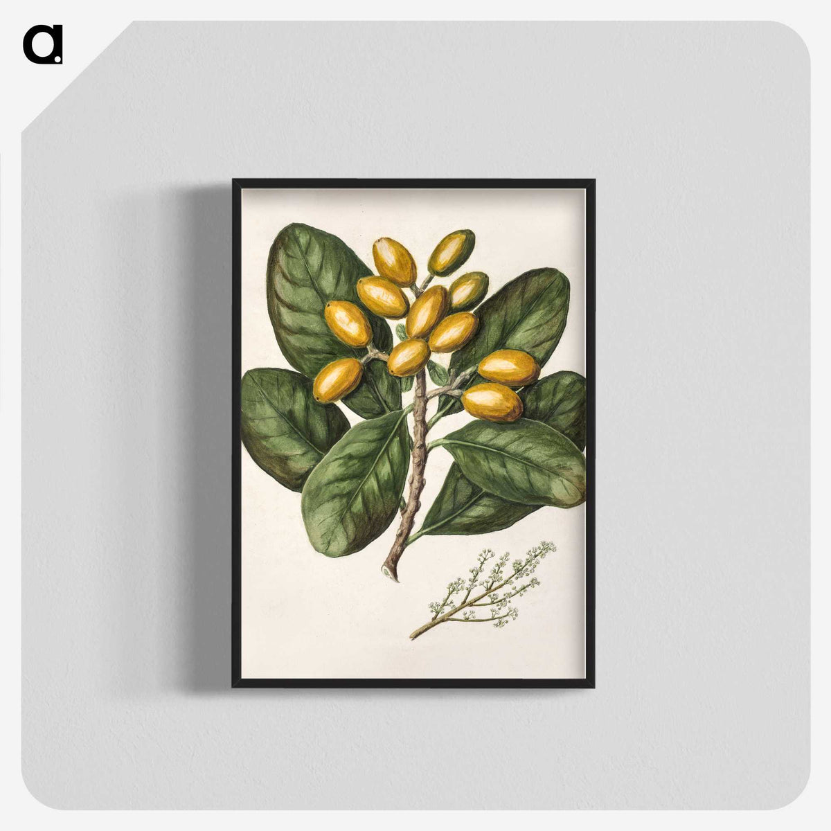 1-25_Native-Flowering-Plants-of-New-Zealand_blk-crop