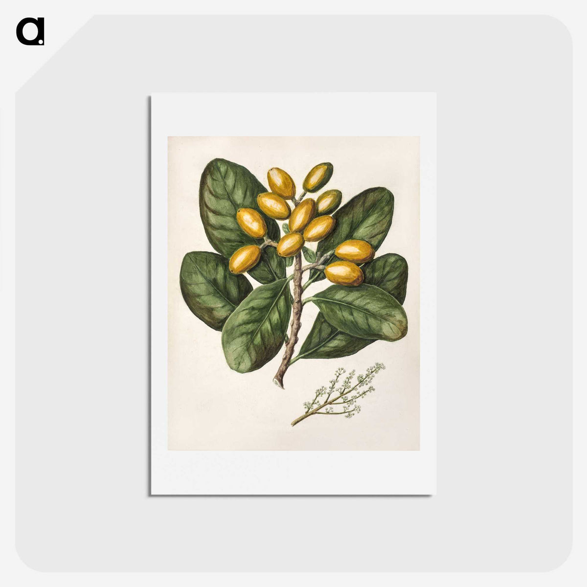 1-25_Native-Flowering-Plants-of-New-Zealand_hagaki