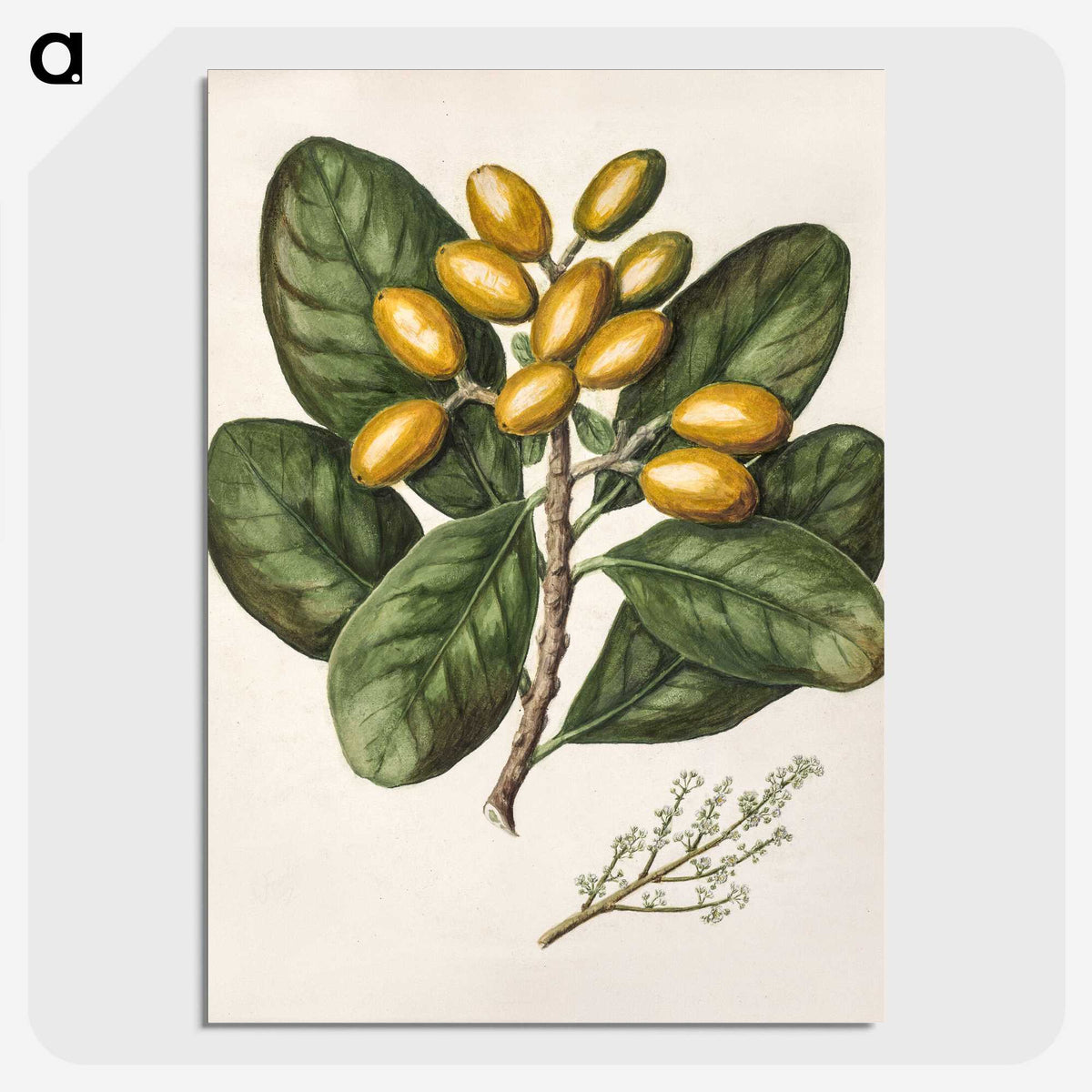 1-25_Native-Flowering-Plants-of-New-Zealand_picture-crop
