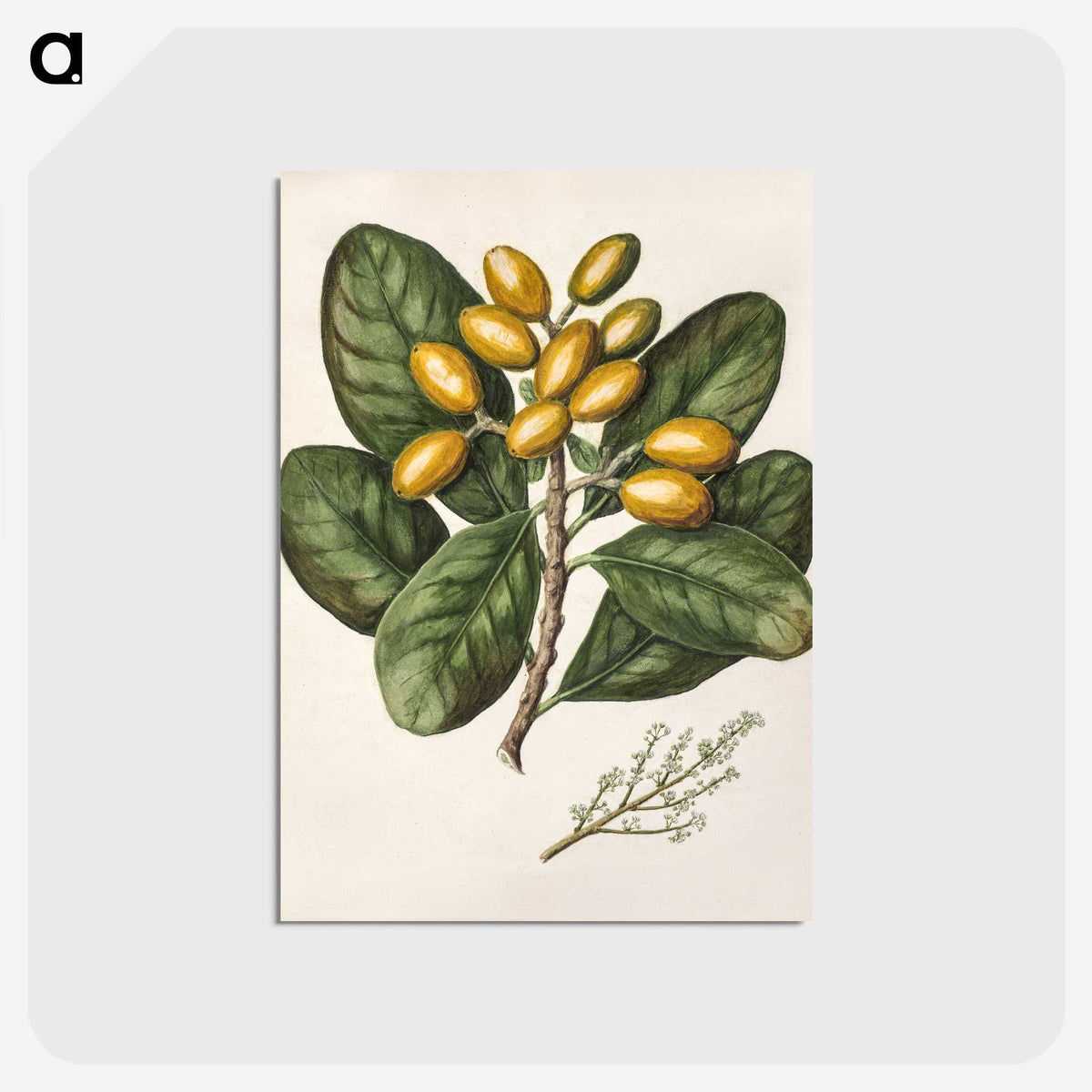 1-25_Native-Flowering-Plants-of-New-Zealand_postcard