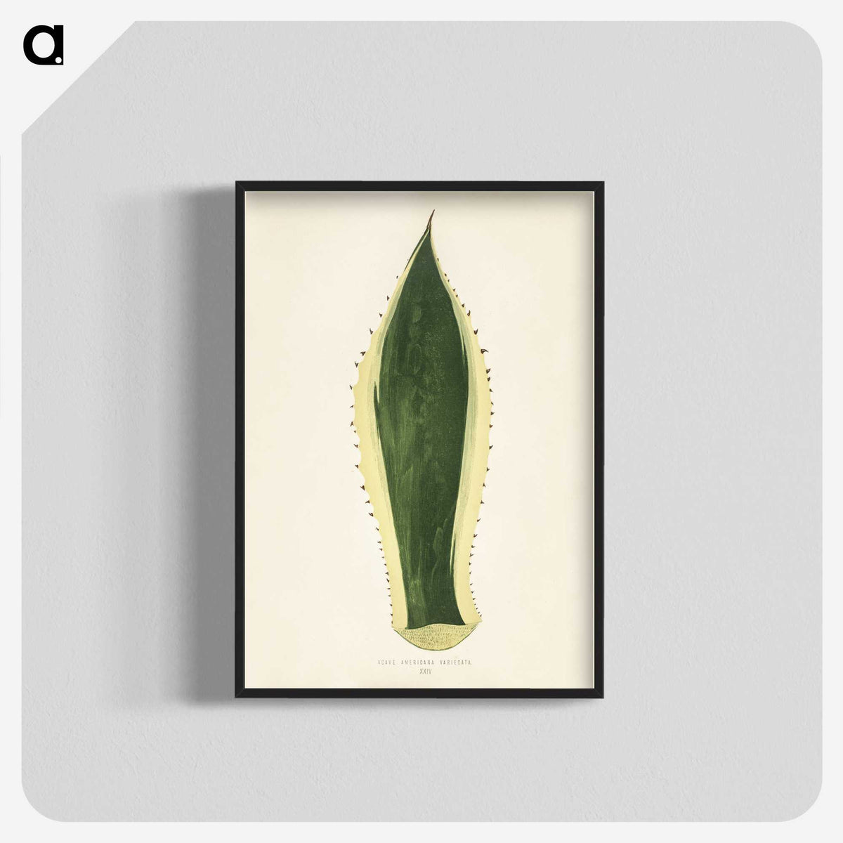 1-25_New-and-Rare-Beautiful-Leaved-Plants_blk-crop